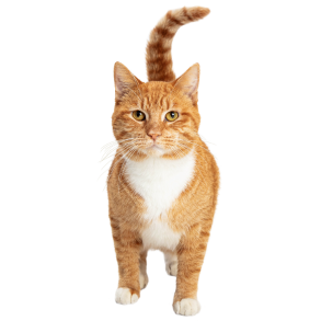 KAT