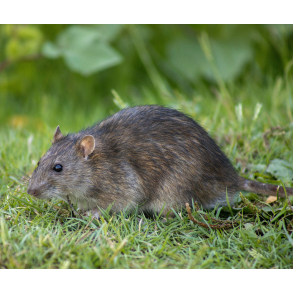 SKADEDYRSBEKÆMPELSE