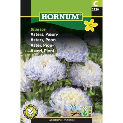 Asters, Pon-, Blue Ice