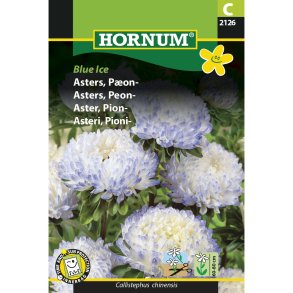 Asters, Pon-, Blue Ice