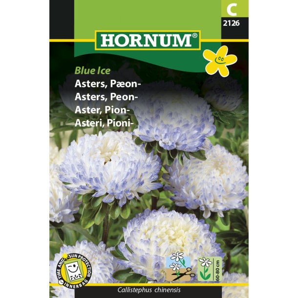 Asters, Pon-, Blue Ice