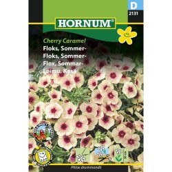 Floks, Sommer, Cherry Caramel