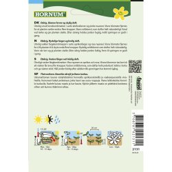 Floks, Sommer, Cherry Caramel