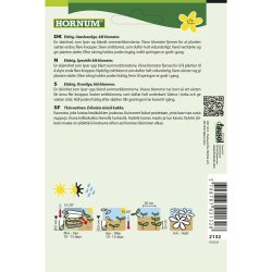 Floks, Sommer, Beauty Blue