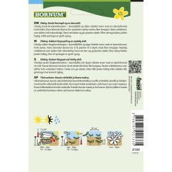 Floks, Sommer, Sugar Star