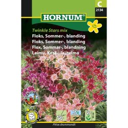 Floks, Sommer-, blanding, Twinkle Stars mix