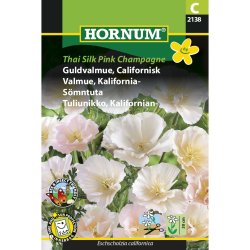 Guldvalmue, Californisk, Thai Silk Pink Champagne