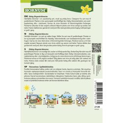 Guldvalmue, Californisk, Thai Silk Pink Champagne