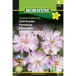 Stolt Kavaler, Cosmio Collarette