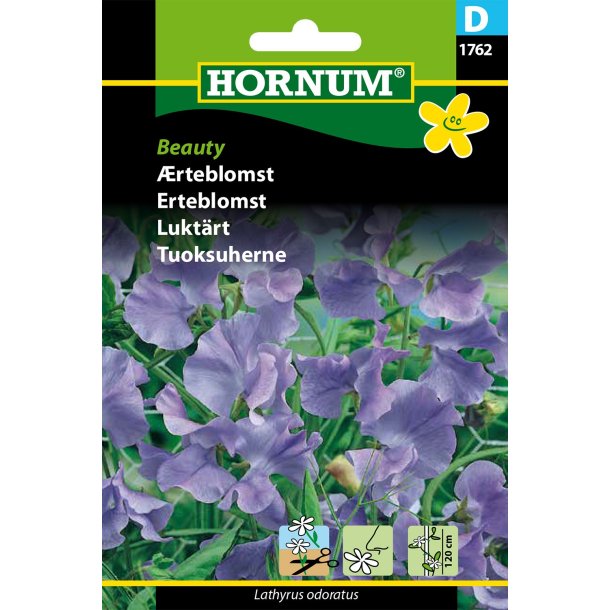 Hornum rteblomst, Beauty