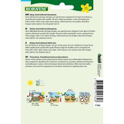 Hornum rteblomst, Beauty