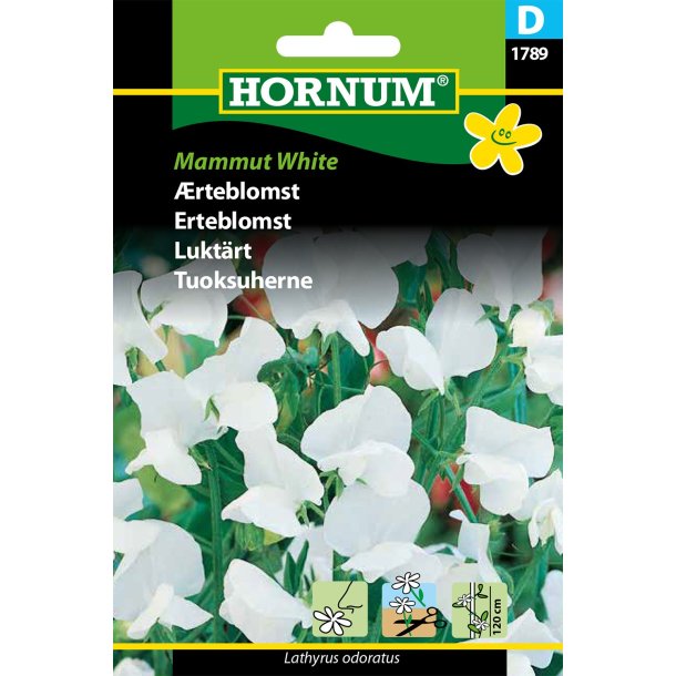 Hornum rteblomst, Mammut White