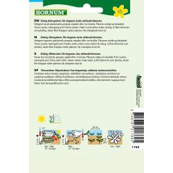 Hornum rteblomst, Mammut White