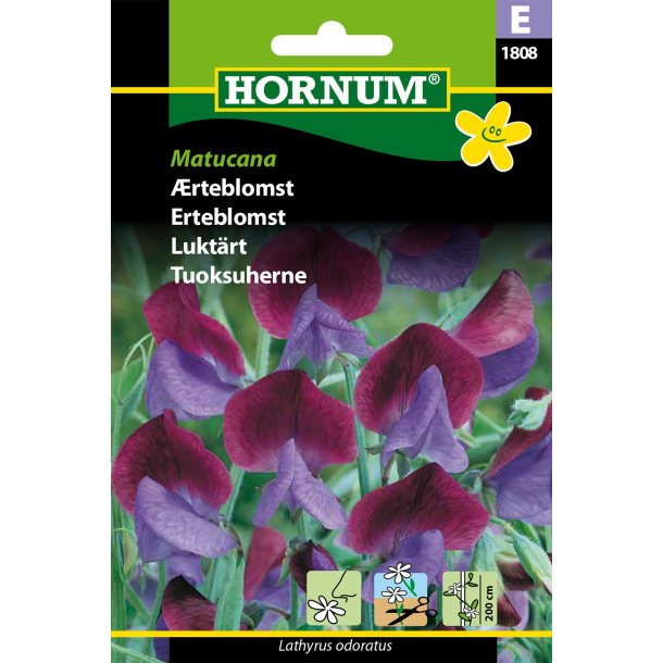 Hornum rteblomst, Matucana