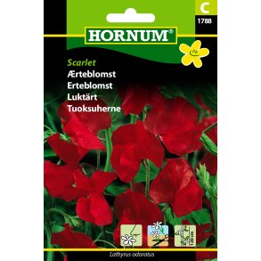 Hornum rteblomst, Scarlet