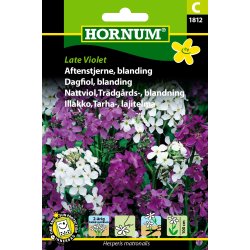 Hornum Aftenstjerne, blanding, Late Violet