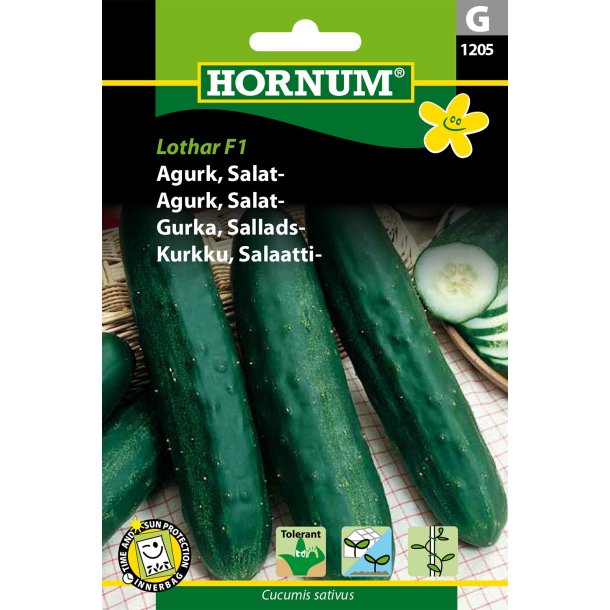 Hornum Agurk, salat-, Jazzer F1