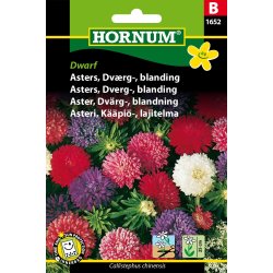 Hornum Asters, Dvrg-, blanding, Dwarf