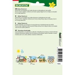 Hornum Asters, Dvrg-, blanding, Dwarf