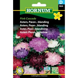 Hornum Asters, Pon-, blan., Pink Cascade