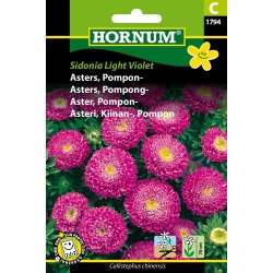Hornum Asters, Pompon-, Sidonia L. Violet