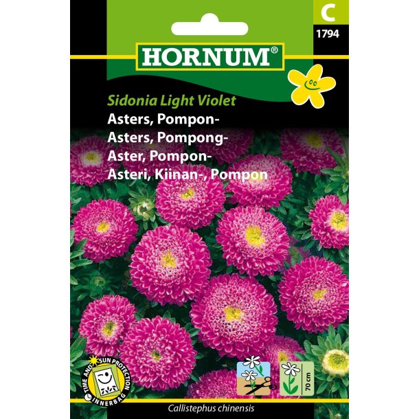 Hornum Asters, Pompon-, Sidonia L. Violet