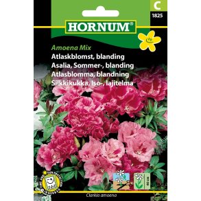 Hornum Atlaskblomst, blanding, Amoena Mix