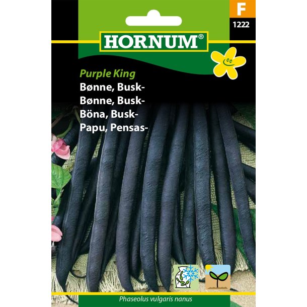 Hornum Bnne, Busk-, Purple King