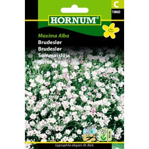 Hornum Brudeslr, Maxima Alba