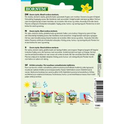 Hornum Chili, Scotch Bonnet Jamaican Red