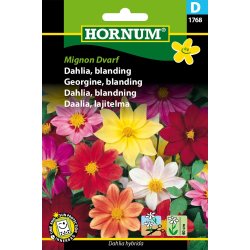Hornum Dahlia, blanding, Mignon Dvarf