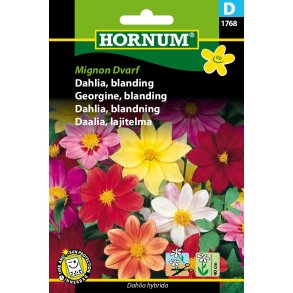 Hornum Dahlia, blanding, Mignon Dvarf