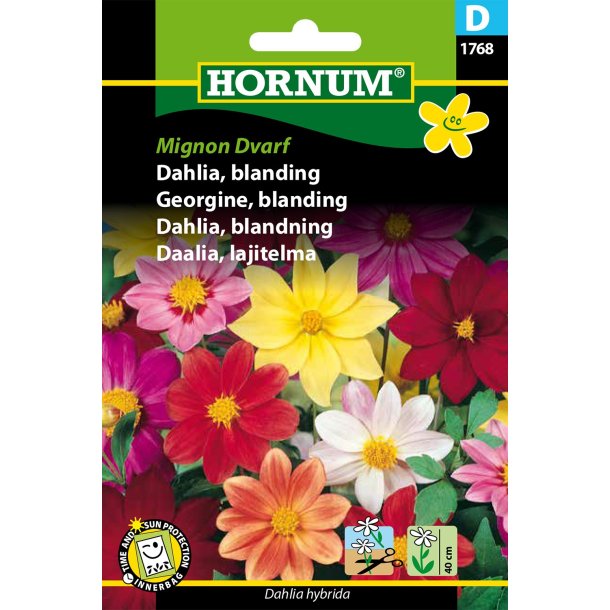 Hornum Dahlia, blanding, Mignon Dvarf