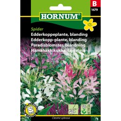 Hornum Edderkoppeplante, blanding, Spider