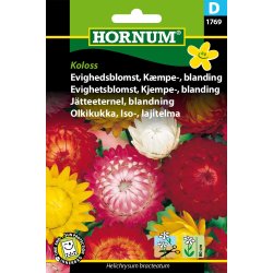 Hornum Evighedsblomst, Kmpe-, blanding