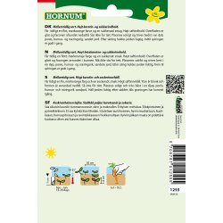 Hornum - Gulerod, Sommer-, Rotin