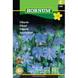Hornum Cikorie