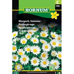 Hornum Margerit, Sommer-