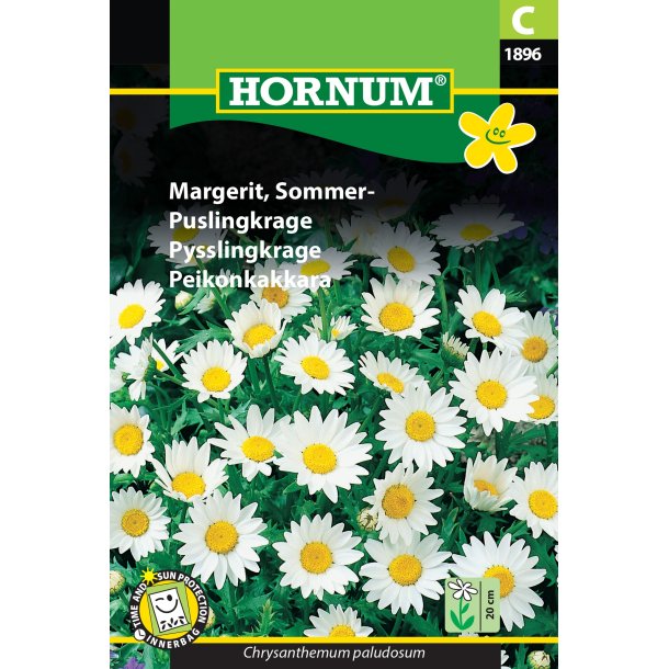 Hornum Margerit, Sommer-