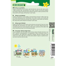 Hornum Margerit, Sommer-