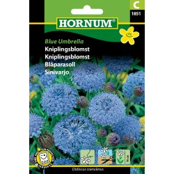 Hornum Kniplingsblomst, Blue Umbrella