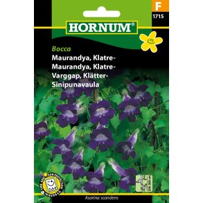 Hornum Maurandya, Klatre-, Bocca