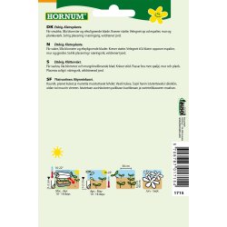 Hornum Maurandya, Klatre-, Bocca