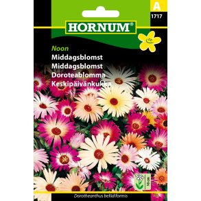 Hornum Middagsblomst, Noon