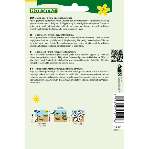 Hornum Middagsblomst, Noon