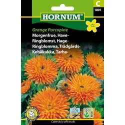 Hornum Morgenfrue, Have-, Orange Porcupine