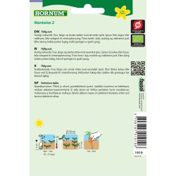 Hornum kologisk Gulerod, Sommer- - Nantaise 2