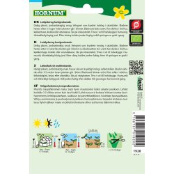 Hornum kologisk Salatsennep, Rucola