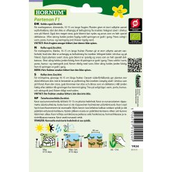 Hornum kologisk Squash - Black Beauty