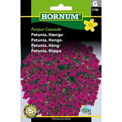 Hornum Petunia, Hnge-, Purpur Cascade